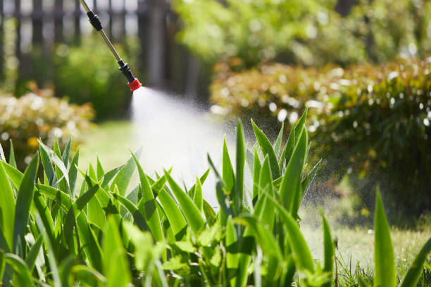 24/7 Emergency Termite Control experts in Mineola, TX